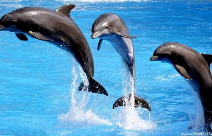 Top 15 Stunning Places to Spot Dolphins in India - Dolphins in Indian River